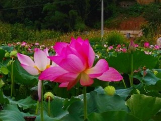 绿茵之巅的荣光，本届东京奥运会足球冠军的史诗征程